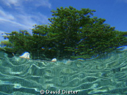 lookin up by David Dieter 